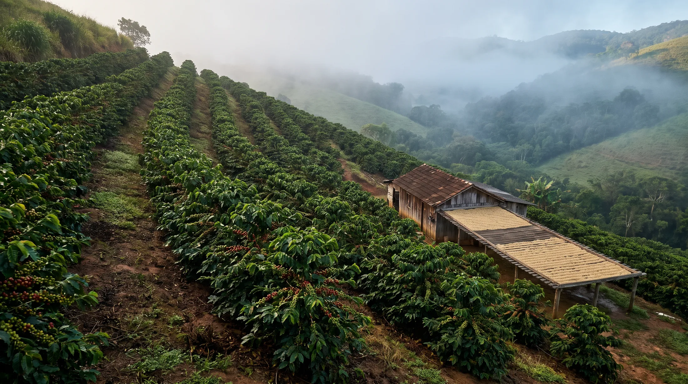 Lavoura de café nas montanhas do Espírito Santo ao amanhecer